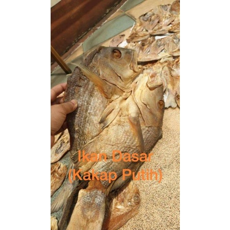 

Ikan Kakap Putih