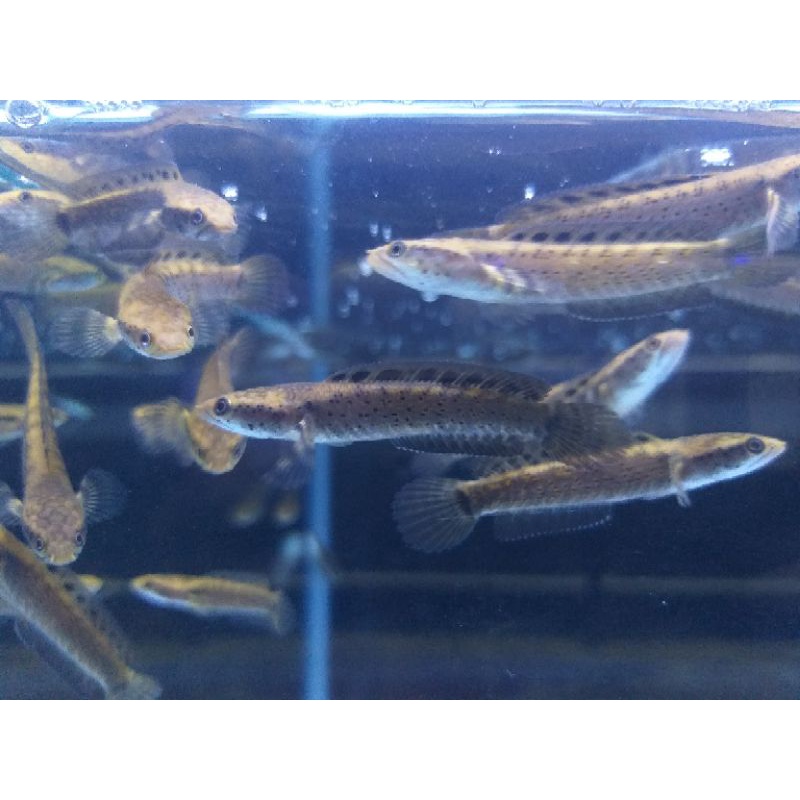 ORNA YELLOW LIPS PREMIUM 6-7CM