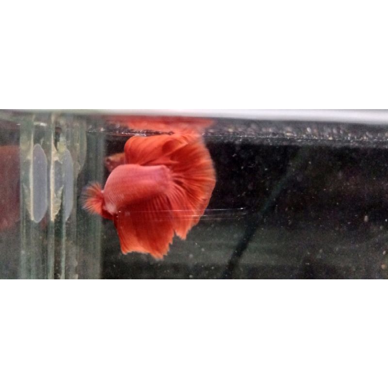 

cupangSuperRedMale size besar