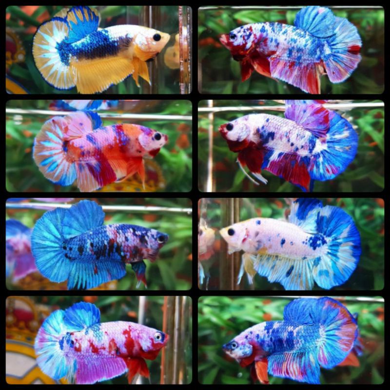 Ikan Cupang Fancy Candy Galaxi Sepasang Ukuran ( M+ ) Sudah Indukan  Full Block