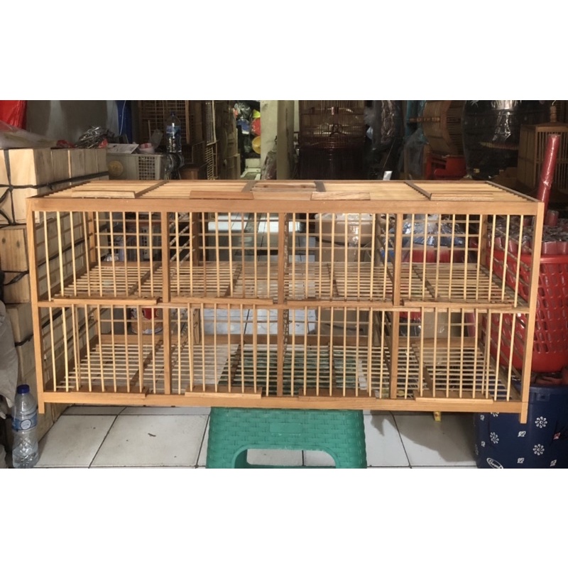 Dondang Burung Dara Pintu 8