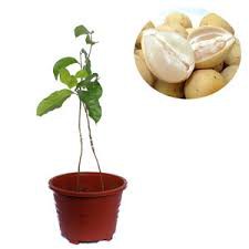 BIBIT DUKU PALEMBANG