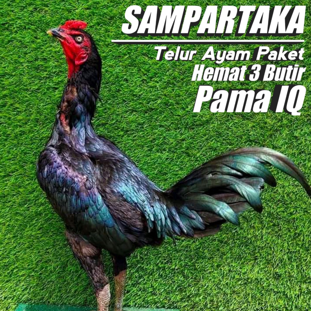 ayam mangon telur paket 3 butir mix pakhoy pama super speed