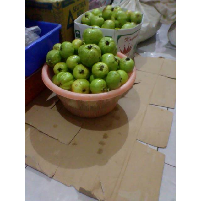 

Jambu kristal superr ,tanpa biji, organik, fresh from the tree #jambukristal