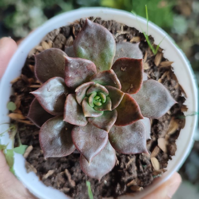 Sukulen Echeveria blackprince