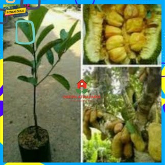 Bibit cempedak king
