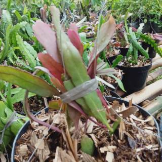 Tanaman hias gantung wijaya kusuma tasbih daun merah Tanaman hias gantung wijaya kusuma tasbih daun merah
