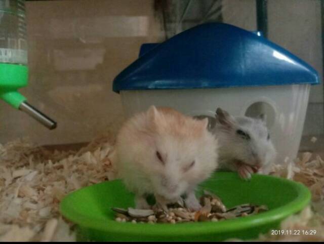 PAKAN POKOK HAMSTER 10 UNSUR