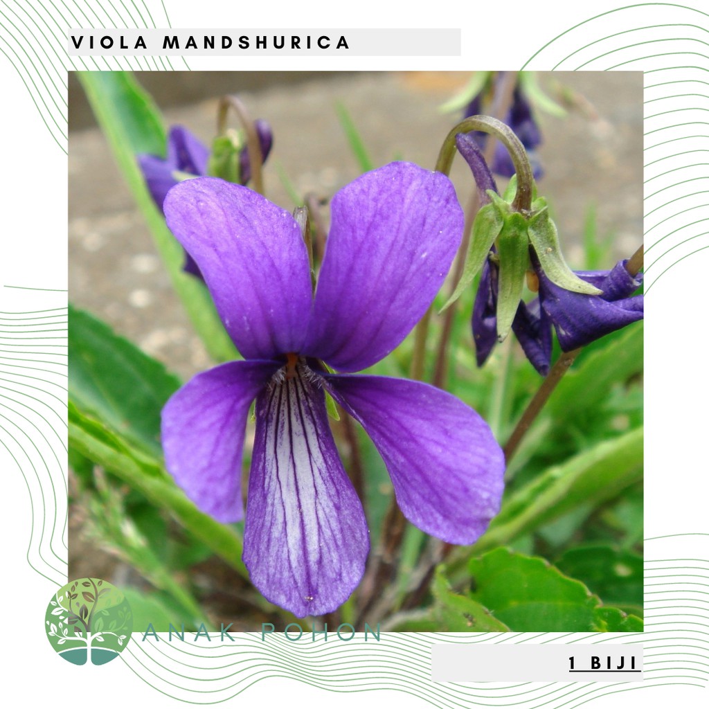 Benih Bibit Biji - Bunga Viola Mandshurica Violet Abadi Flower Seeds - IMPORT