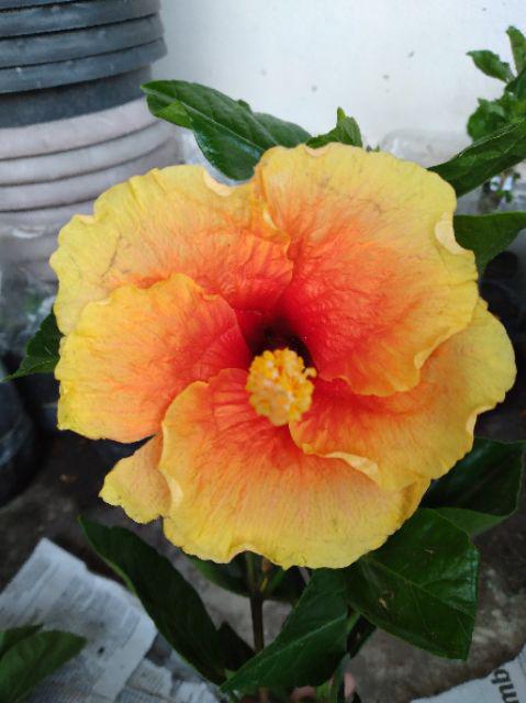 Tanaman Hias Bunga Hibiscus Yellow Banana