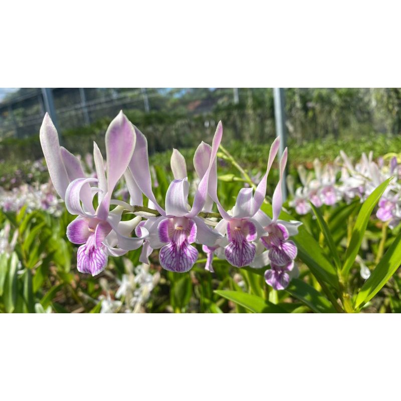 Jual Jual Anggrek Dendrobium Rabbit Ear | Shopee Indonesia