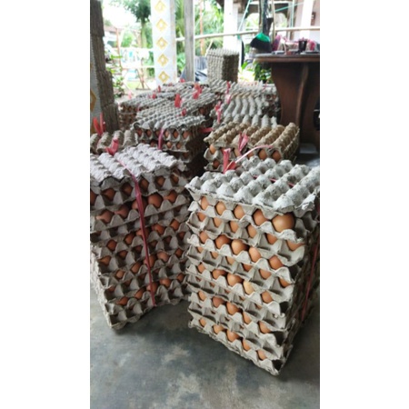 

telur ayam horn