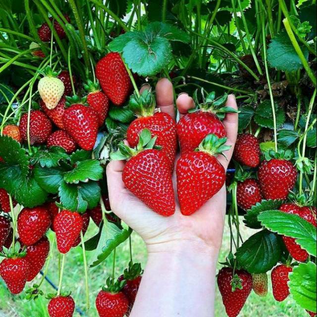 10 Benih Bibit Strawberry California Genjah (Cepat Berbuah) Tanaman Buah Stroberi Manis Import Super