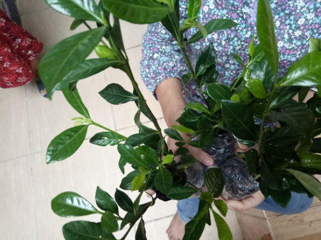 Tanaman Hias Melati Kaca Piring Harum / Melati Kaca Piring / Melati Kaca Piring