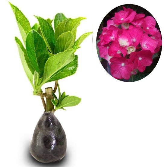 tanaman hias Pancawarna Hortensia  - Bibit Tanaman Hydrangea (dewasa) - Bunga Hydrangea - Hidrangea