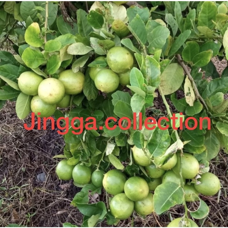 

JERUK NIPIS BUAH || JERUK PECEL MURAH SIDOARJO