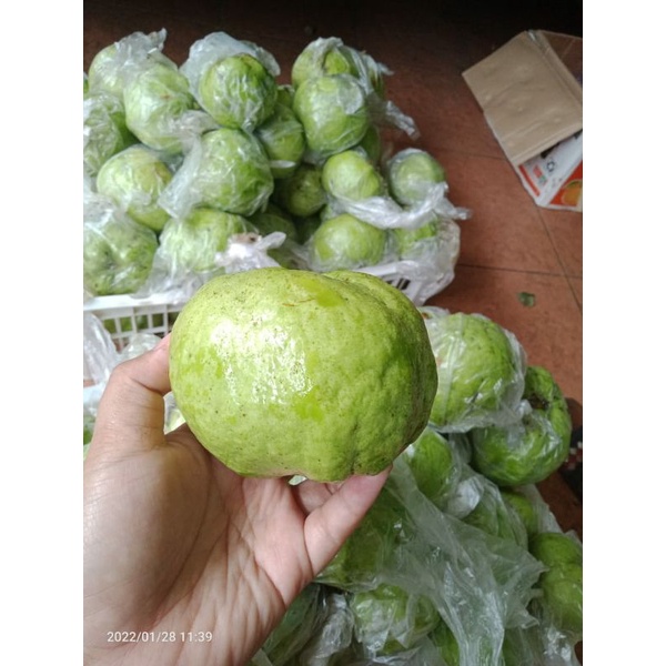 

Jambu Kristal