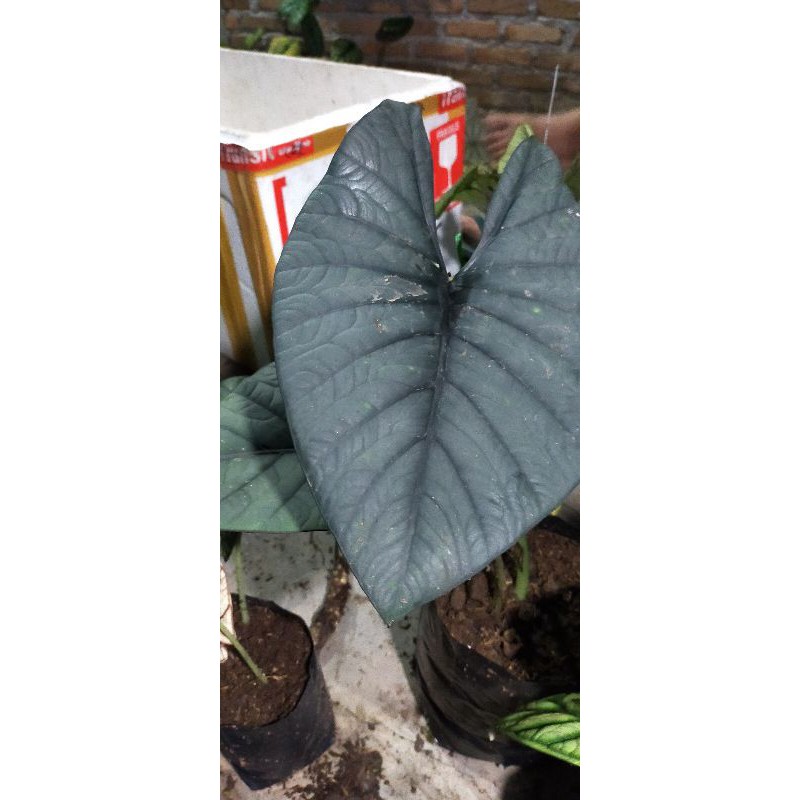 alocasia reginae silver