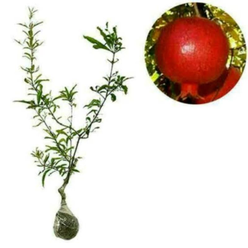 bibit buah delima merah  jumbo MURAH//