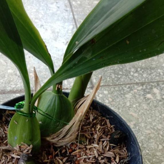 Coelogyne Pandurata Anggrek Hitam Kalimantan Shopee Indonesia