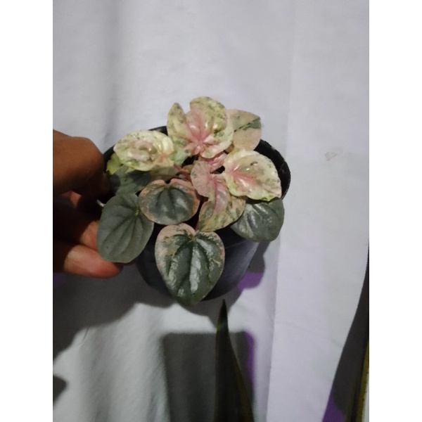 peperomia variegata
