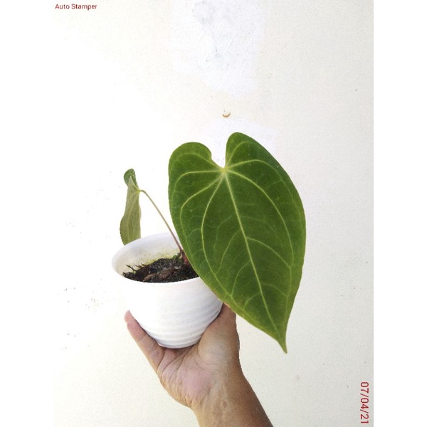 Anthurium magnificum