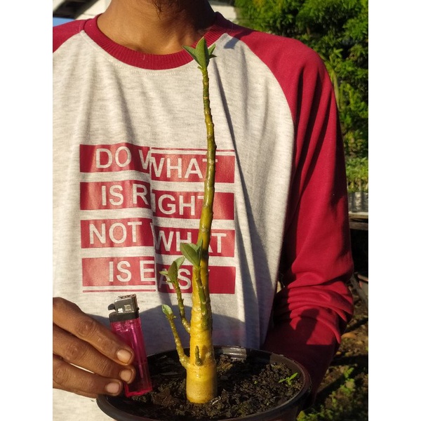 ARABICUM YELLOW (YELLOW SKIN)