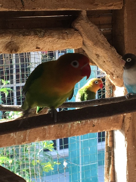Khusus Cod Bandung Harga Termurah Burung Lovebird Anakan Juara