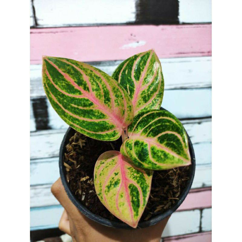 tanaman hias aglonema rinjani anakan