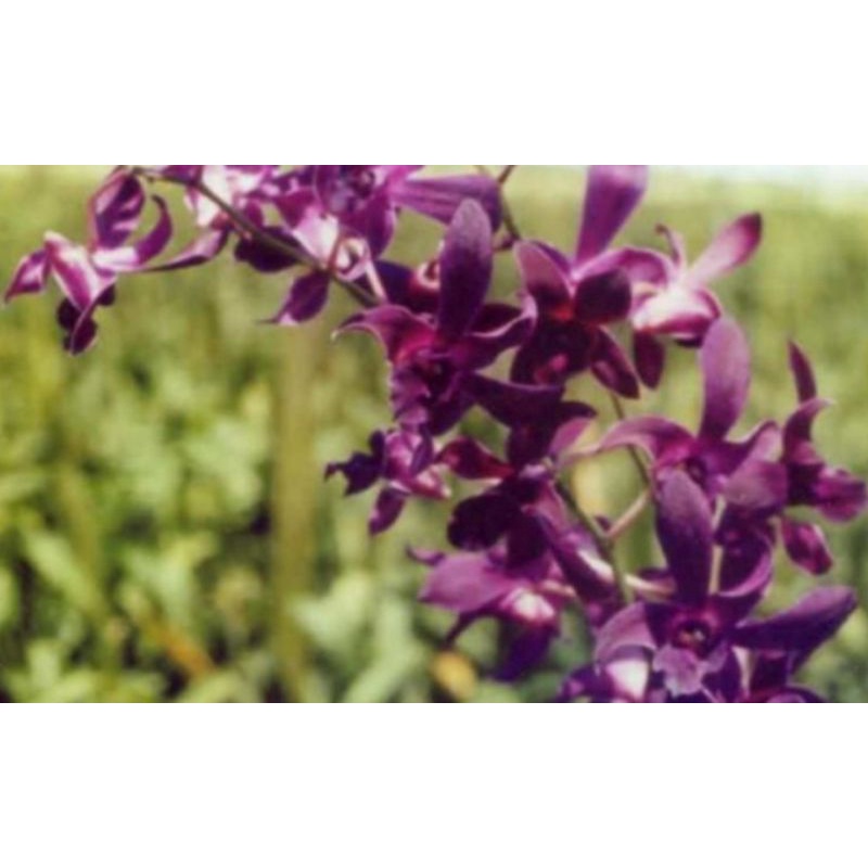 anggrek dendro Caesar red siap bunga