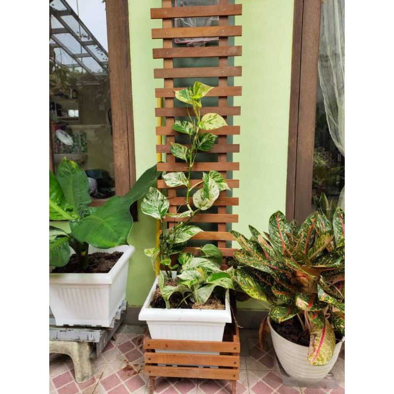 Rak rambat request 150 cm