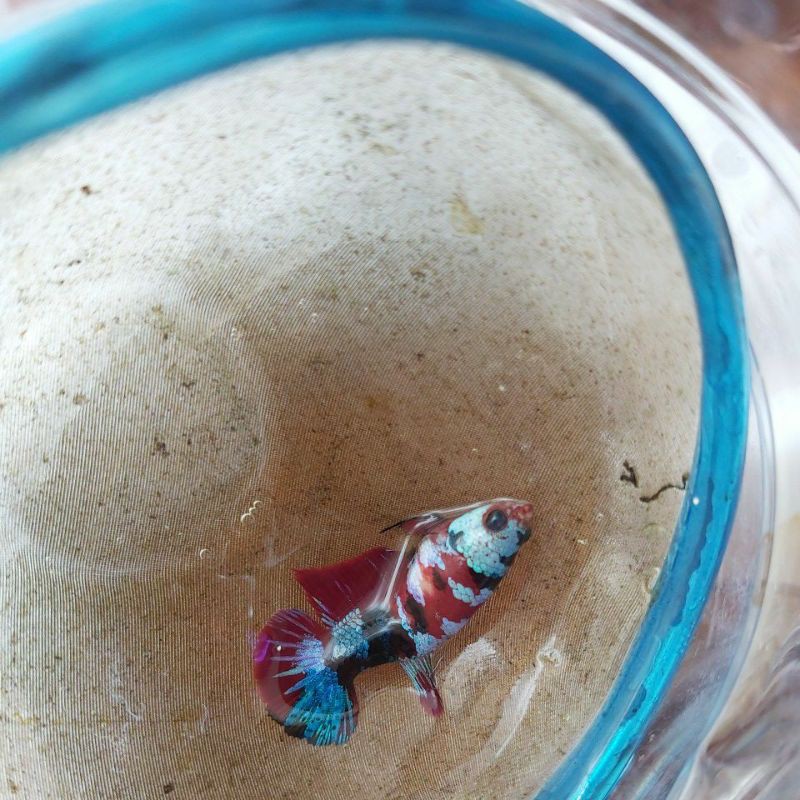 Female Cupang Betina Koi Galaxy Multicolor GRADE