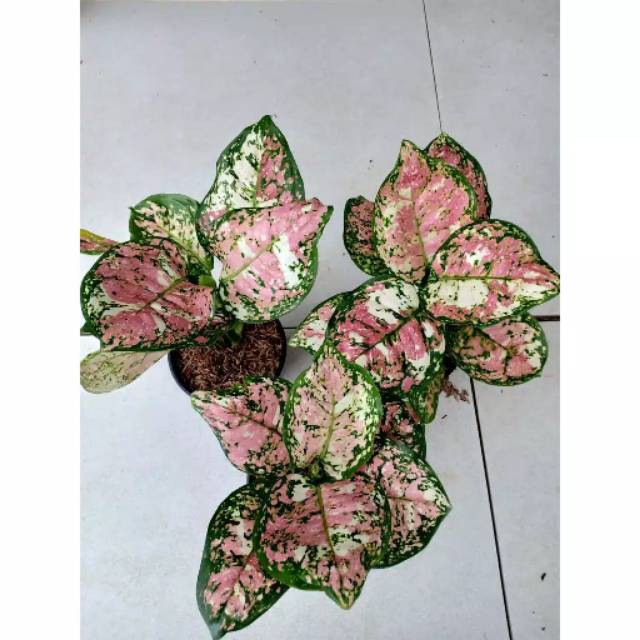 Tanaman hias aglonema tricolor - aglonema tricolor - tanaman indoor