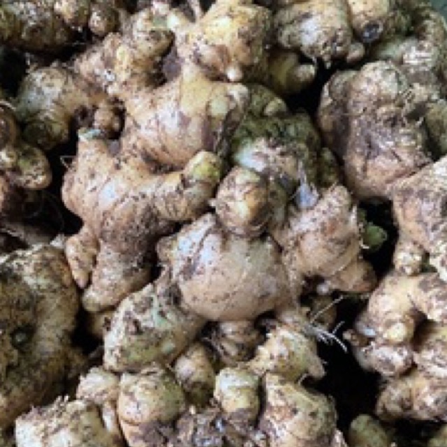 

Jahe Putih / Jahe gajah