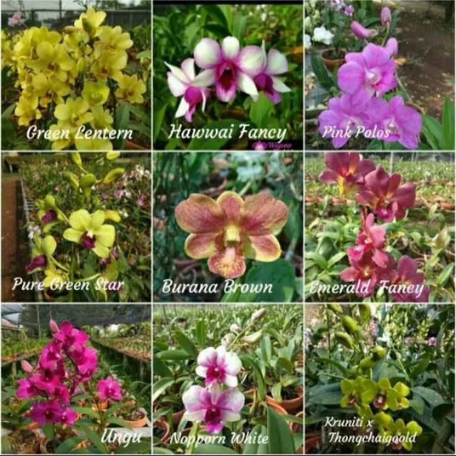 Seedling Tanaman anggrek dendrobium / pohon hias anggrek dendrobium (seedling)