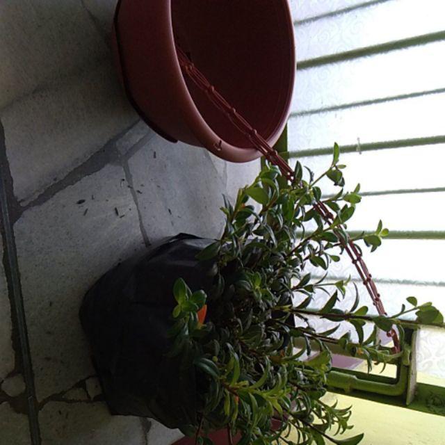 Bunga Gantung Lipstik Oranye