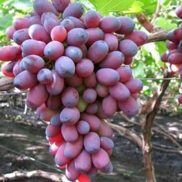 Bibit Pohon  Tanaman Anggur Impor Ninel  Murah 1tahun Berbuah(Asli grafting)