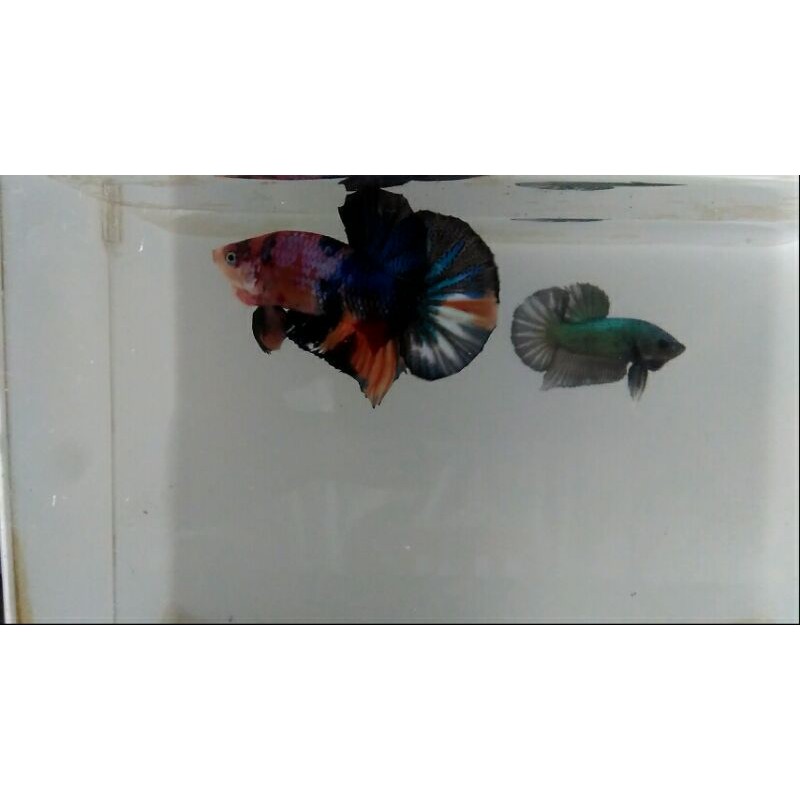 cupang line nemo cooper