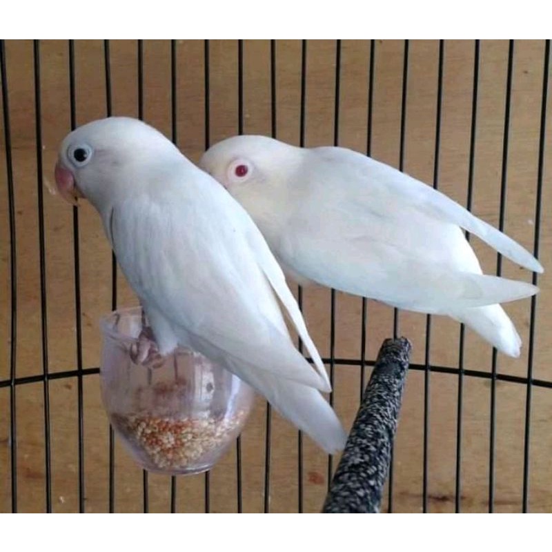 burung love bird albino vs lutino mata merah sepasang