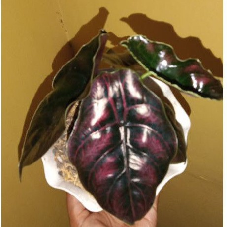 tanaman alocasia azlanii/alokasia azlani import