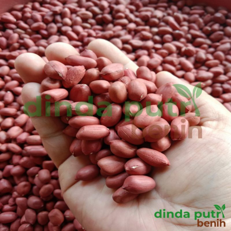 Benih Kacang Tanah Hibrida Kulit Merah super jumbo isi 1kg/benih super unggulan
