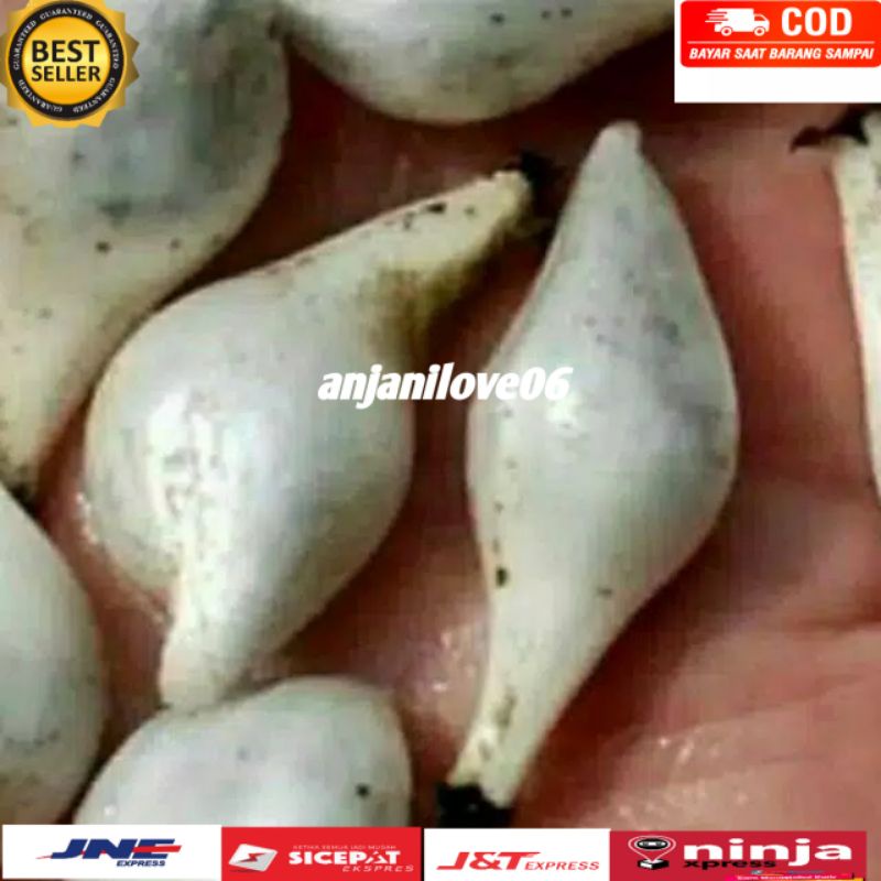 

BUAH MARASI/LEMBA yang mempunyai istimewa rasanya dan langka.200 gram