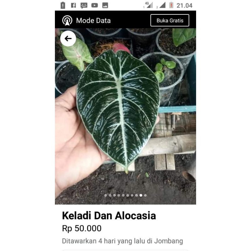 Alocasia Black Velvet Ninja