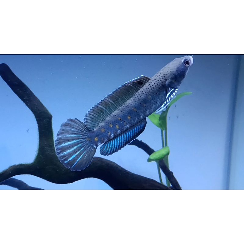 Channa Blue Pulchra 12cm Gondrong