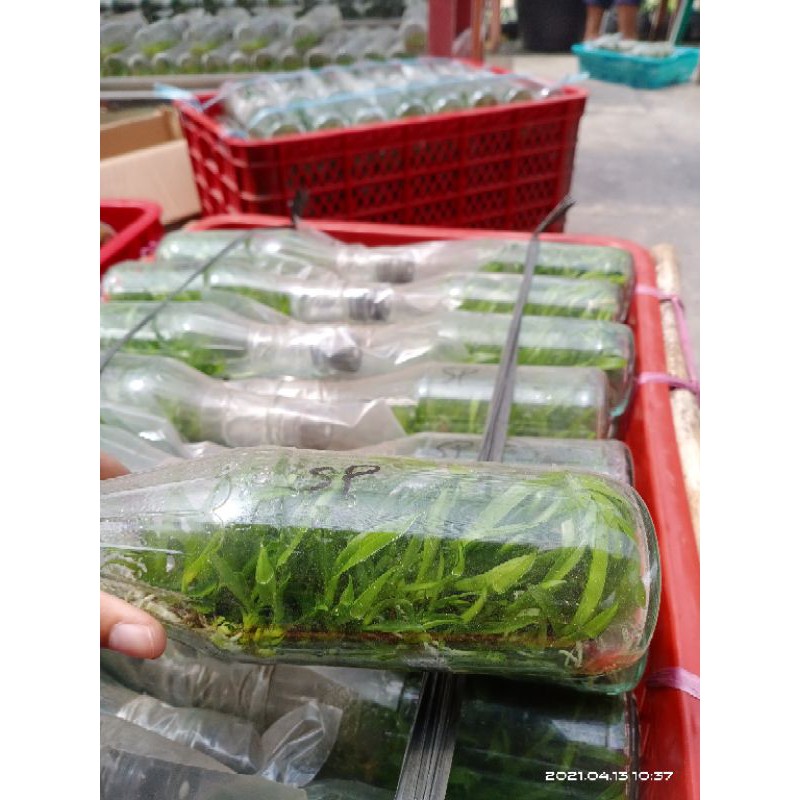 Bibit Spectabile/Spectabile botol/Anggrek Dendrobium Kribo/Dendrobium Spectabile/Raja kribo