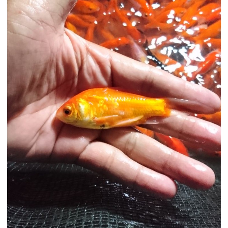 ikan mas pakan ikan predator besar