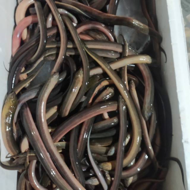 

Belut SDH betetan perkg 55