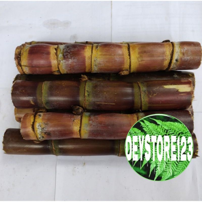 

Batang Tebu Merah kemasan 1 kg