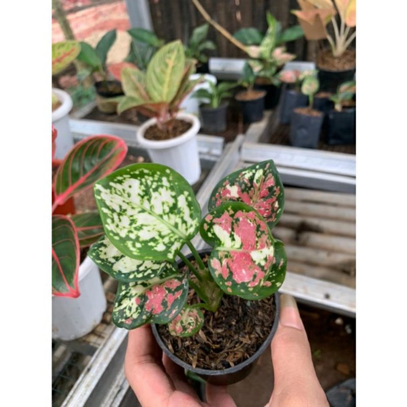 aglonema tricolor anakan