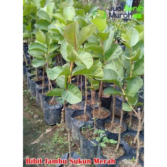 Bibit Jambu Sukun Merah Tanpa Biji